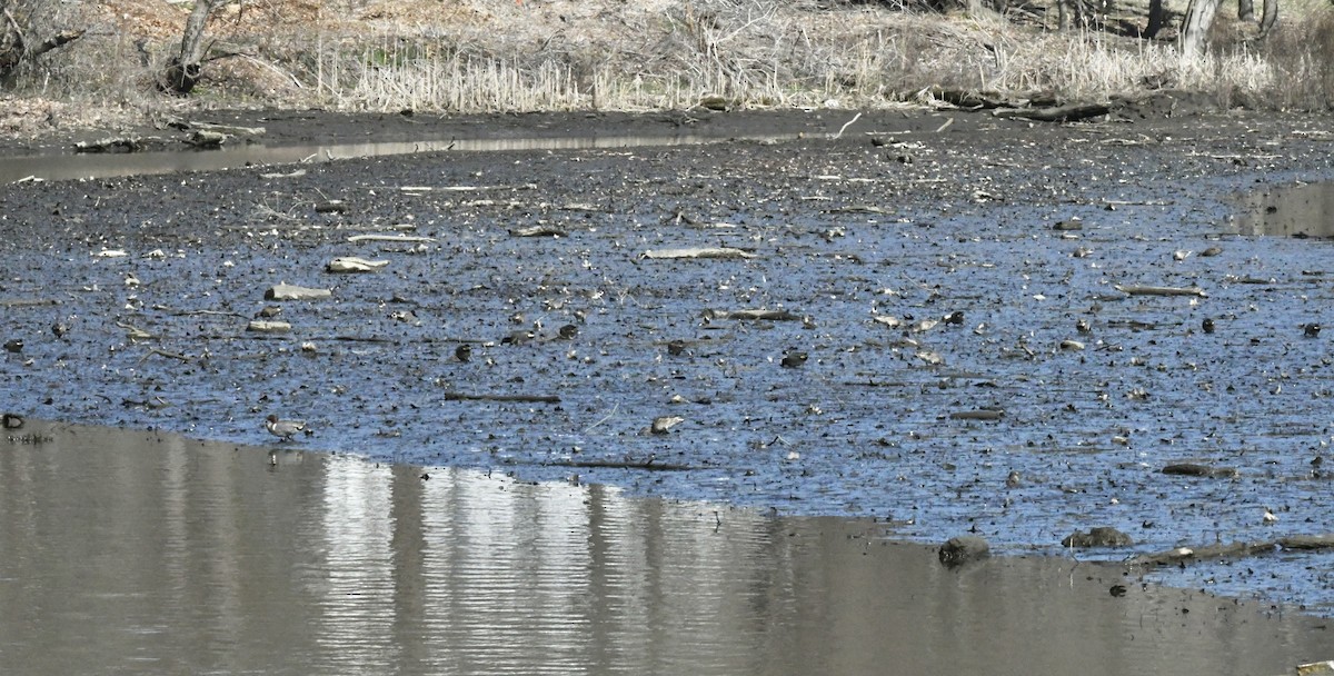 Green-winged Teal (American) - ML556117101