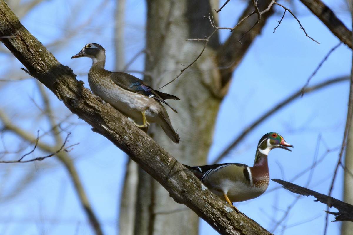 Wood Duck - ML556117421