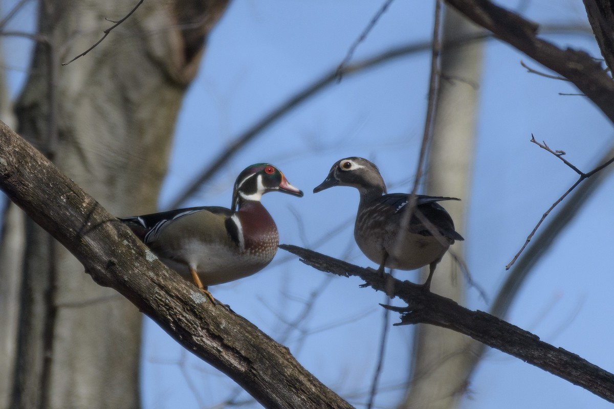 Wood Duck - ML556117431