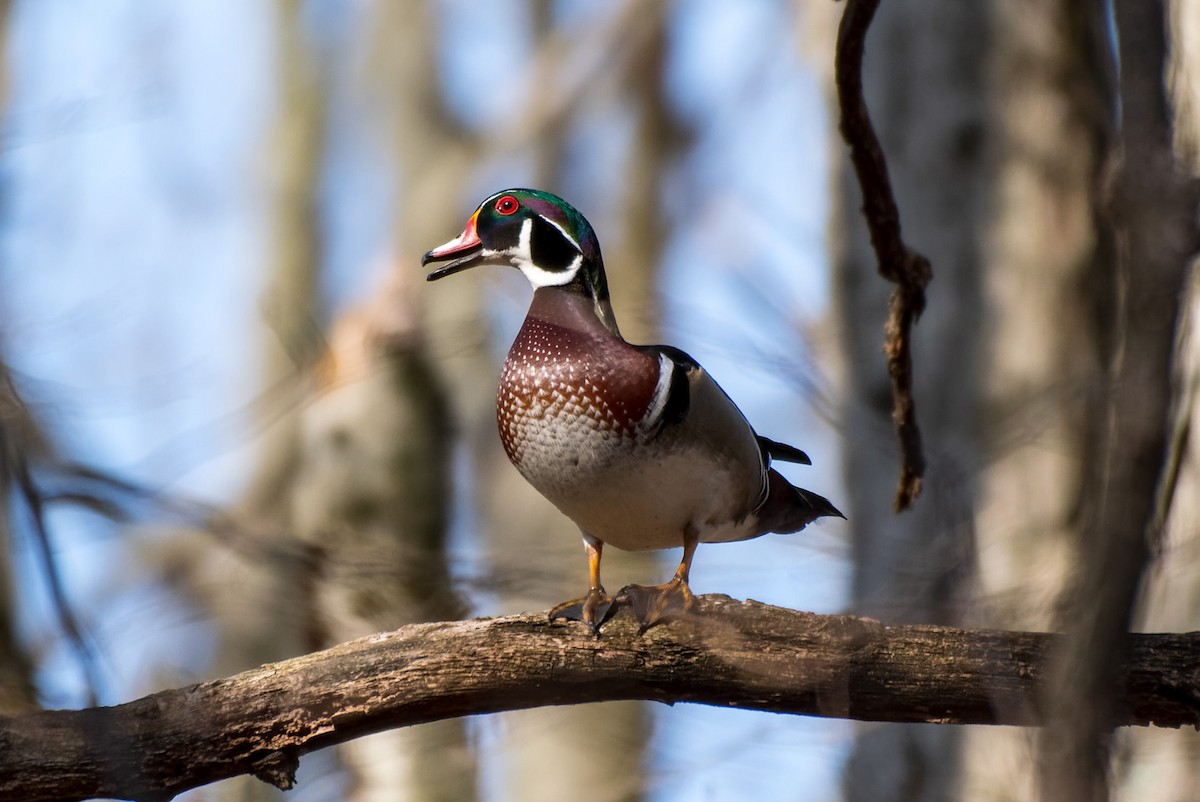 Wood Duck - ML556117441