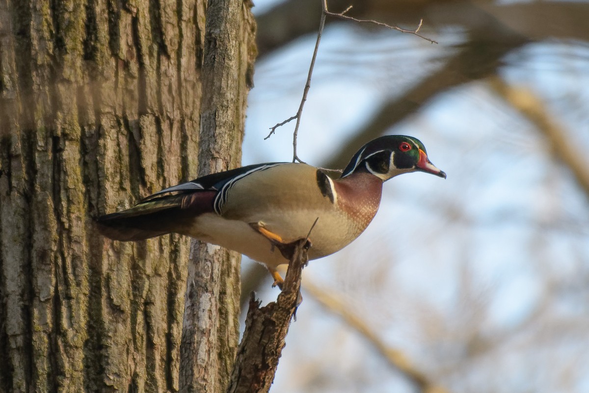 Wood Duck - ML556117461