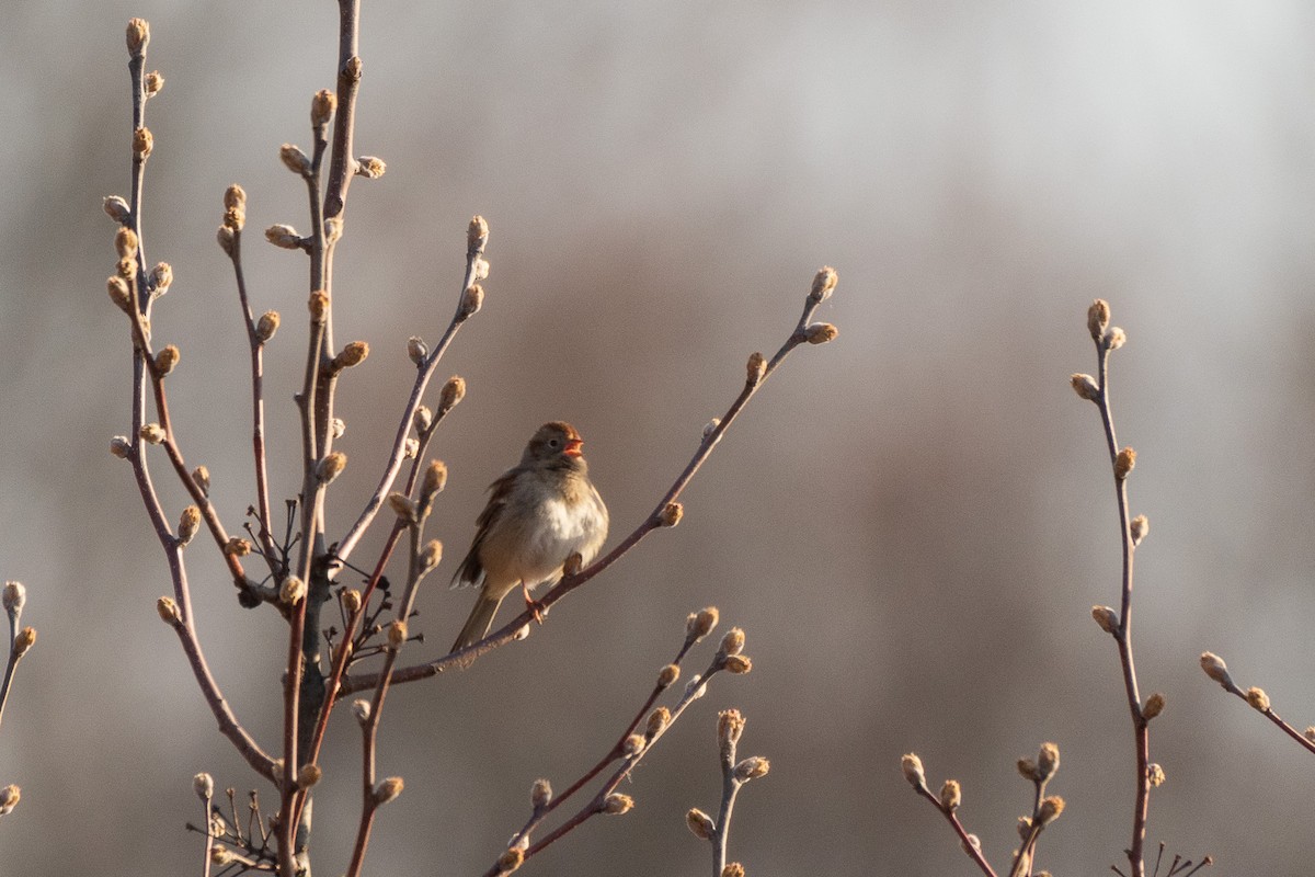 Field Sparrow - ML556117601