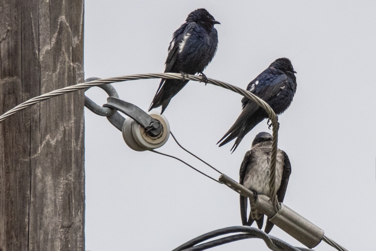 Purple Martin - Dale Bargmann