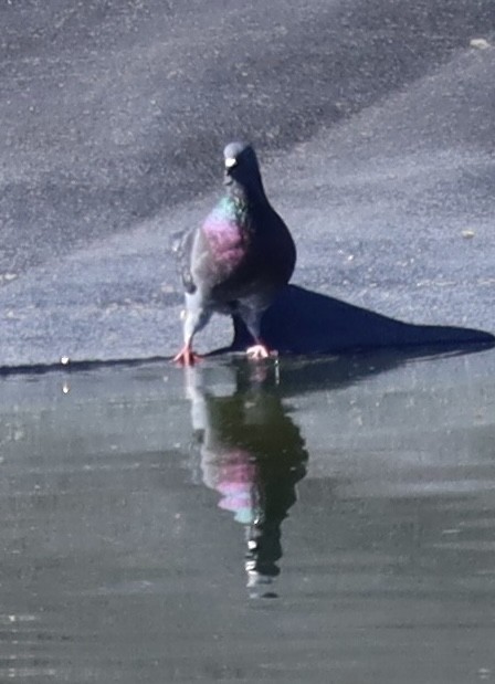Rock Pigeon (Feral Pigeon) - ML556118561