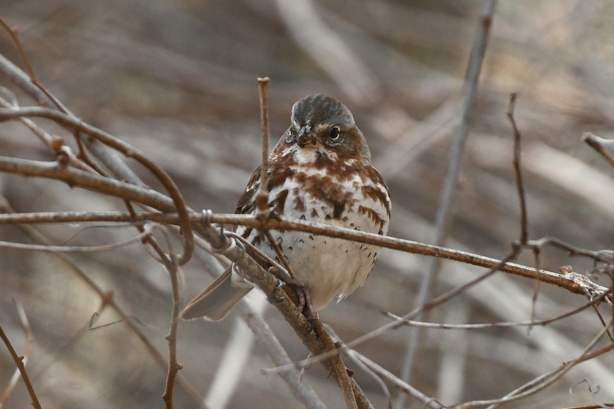 Fox Sparrow (Red) - ML556119241