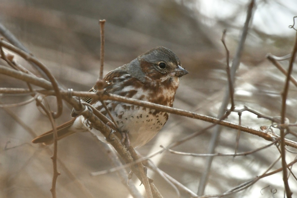 Fox Sparrow (Red) - ML556119251