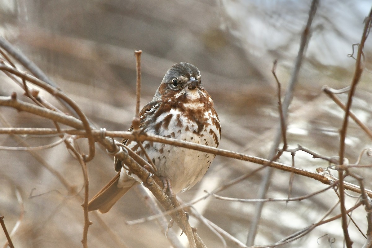 Fox Sparrow (Red) - ML556119281