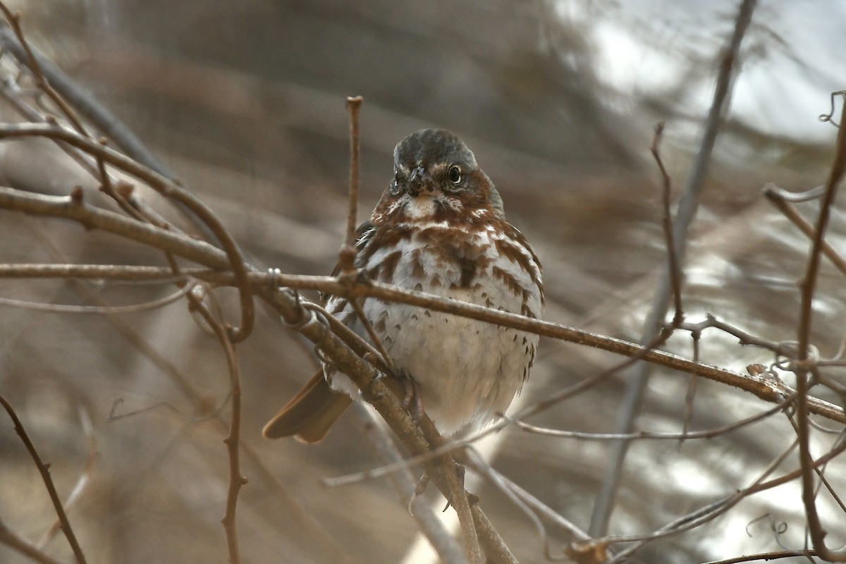 Fox Sparrow (Red) - ML556119341