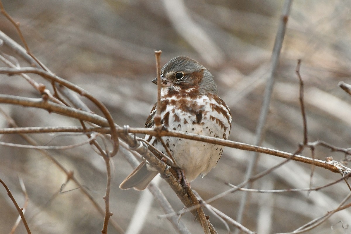 Fox Sparrow (Red) - ML556119351