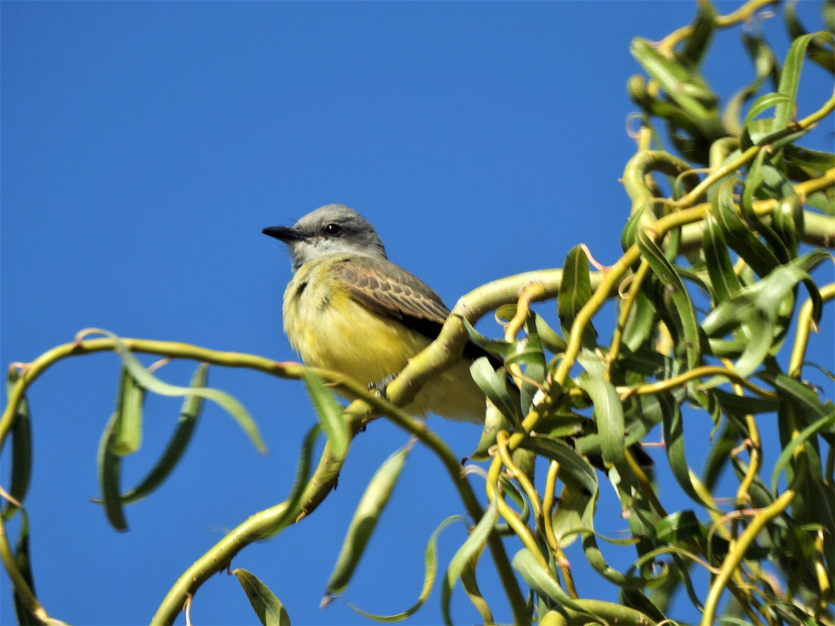 Tropical Kingbird - ML556121171