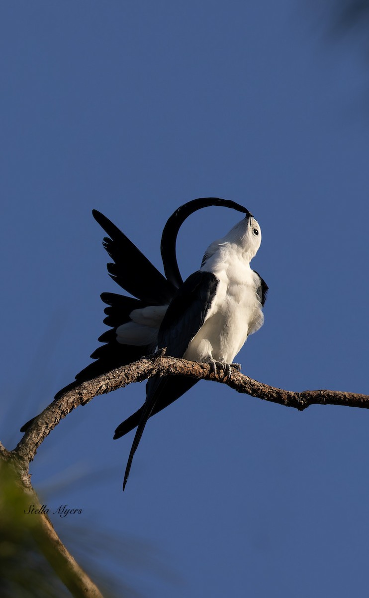 Swallow-tailed Kite - ML556121381