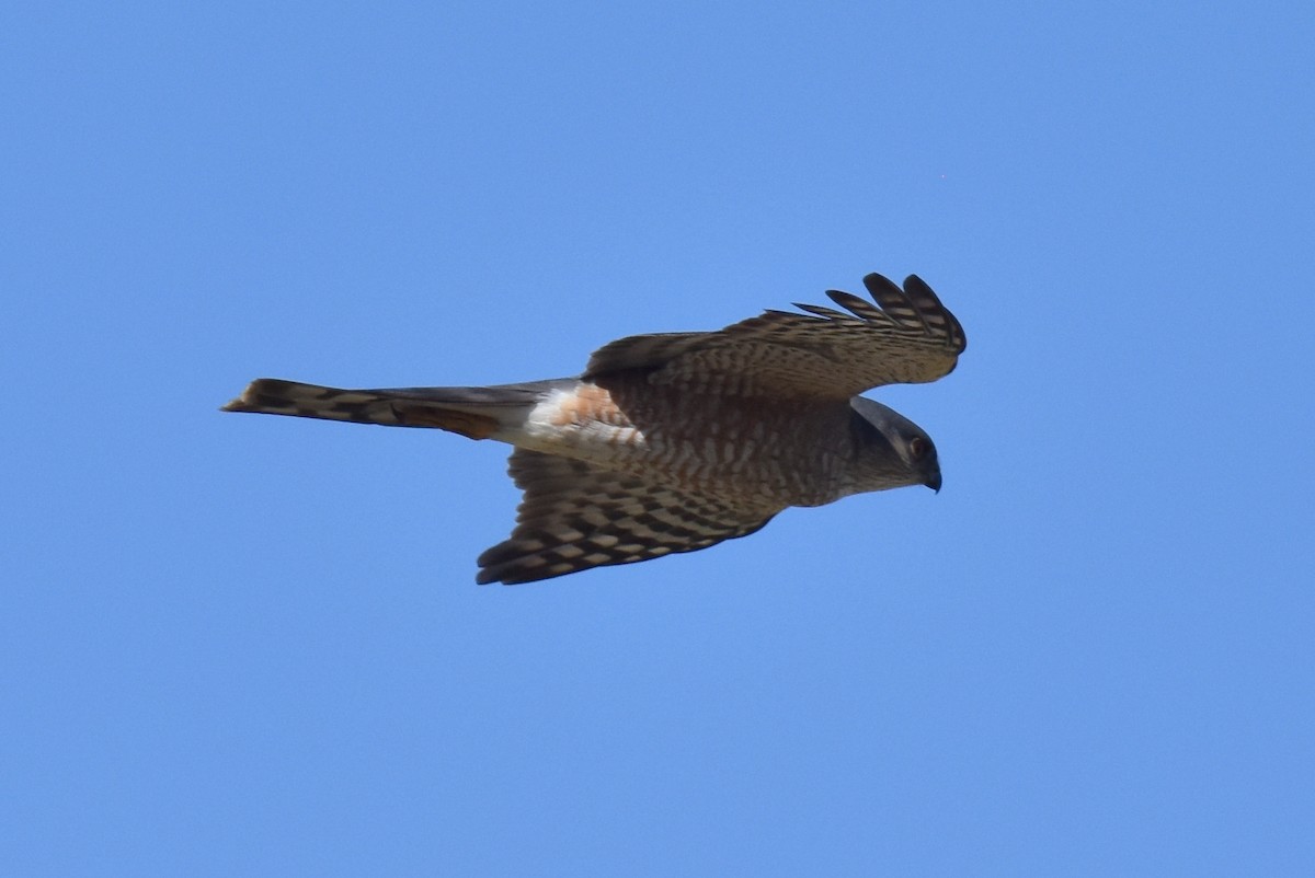 Sharp-shinned Hawk - ML556121451