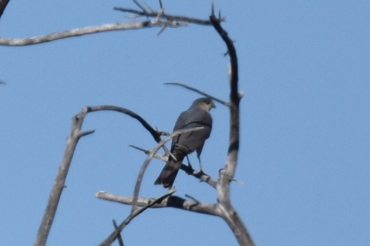 Sharp-shinned Hawk - ML556121501