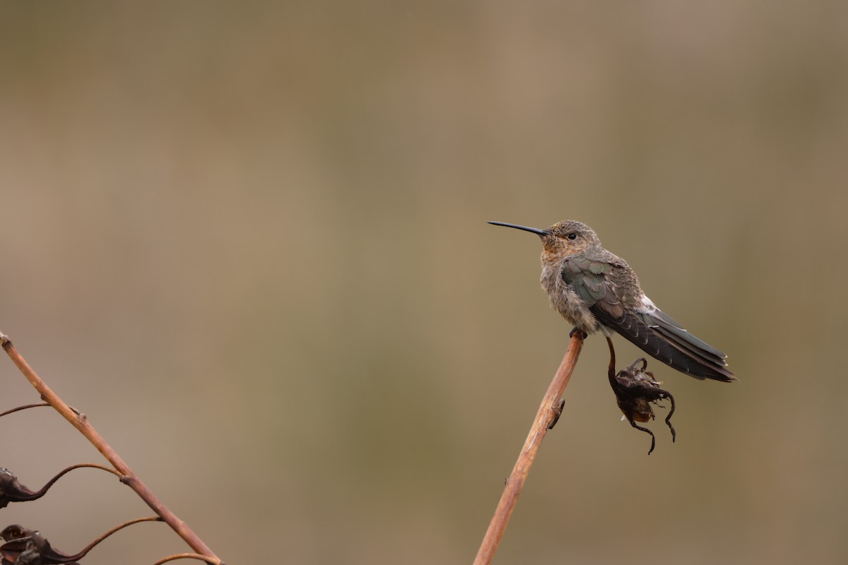 Giant Hummingbird - ML556121691