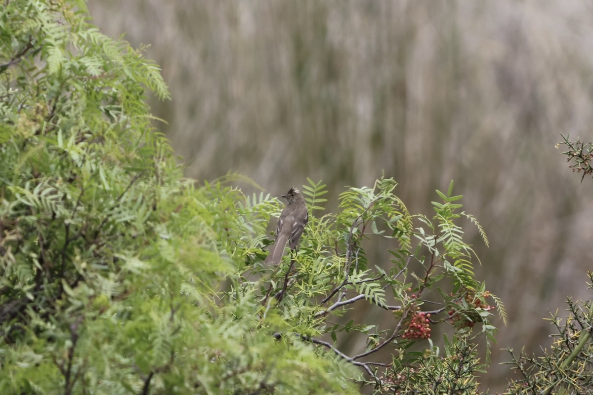 White-crested Elaenia - ML556123321