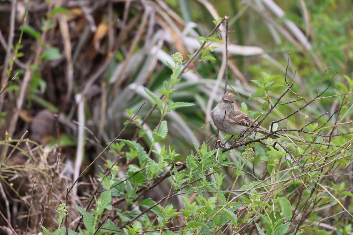 White-crested Elaenia - ML556123331