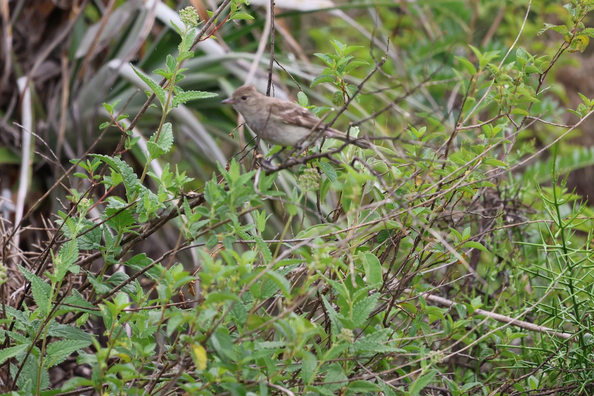 White-crested Elaenia - ML556123341