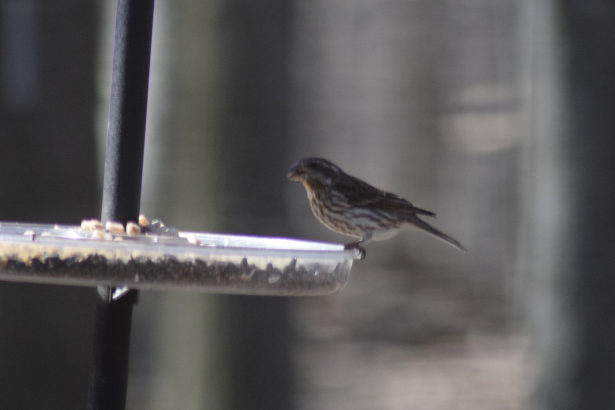 Purple Finch - ML556123631