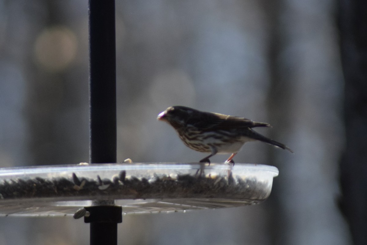 Purple Finch - ML556123641