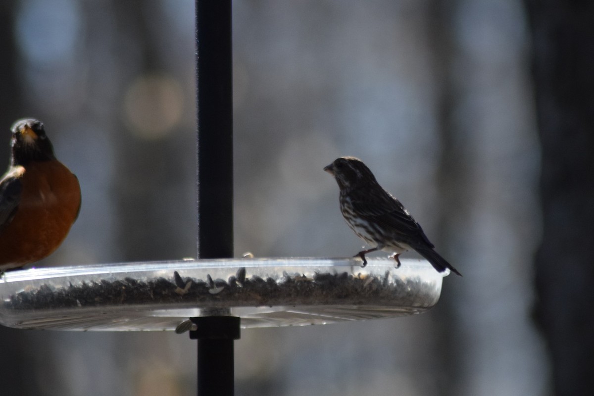 Purple Finch - ML556123651