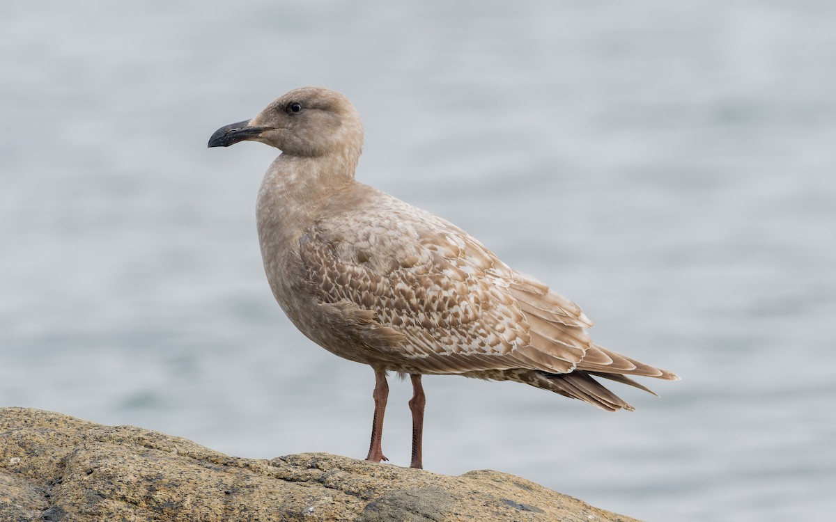 Western x Glaucous-winged Gull (hybrid) - ML556123951