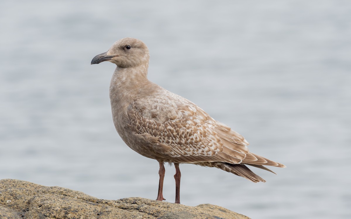 Western x Glaucous-winged Gull (hybrid) - ML556123971