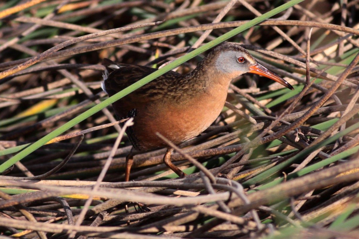 Virginia Rail - ML55612401