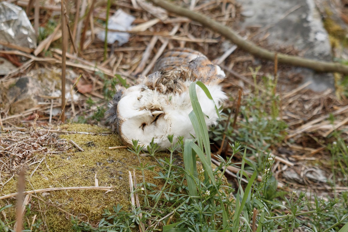 Western Barn Owl - ML556124811