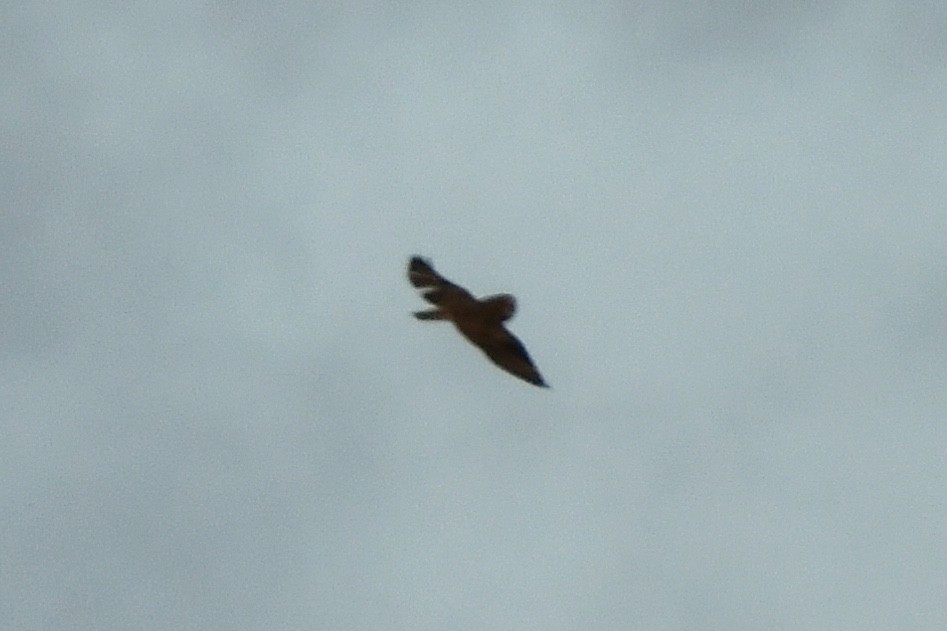 Short-eared Owl (Northern) - ML556124931