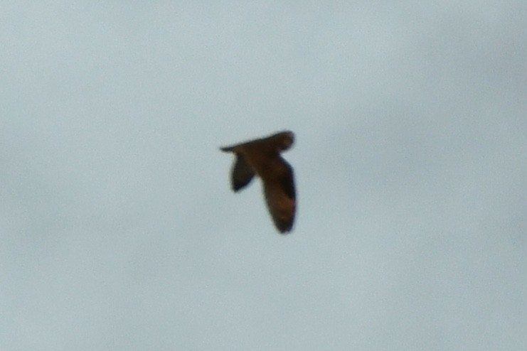 Short-eared Owl (Northern) - ML556124941