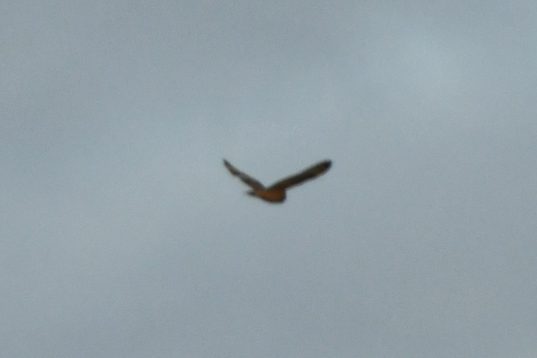 Short-eared Owl (Northern) - ML556124951