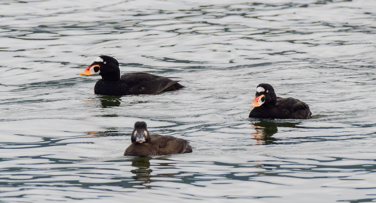 Surf Scoter - ML556125181