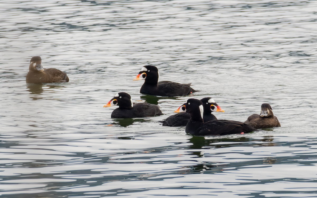 Surf Scoter - ML556125321