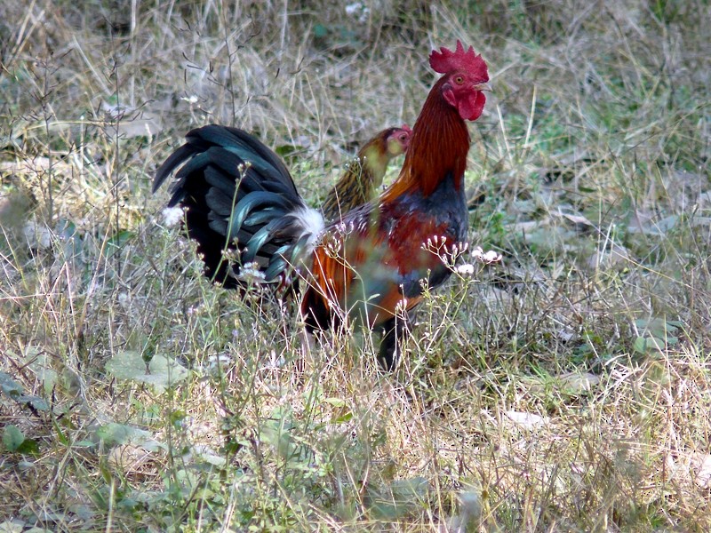 Red Junglefowl - ML556125731