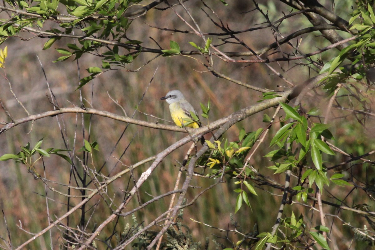 Tropical Kingbird - Michael Todd