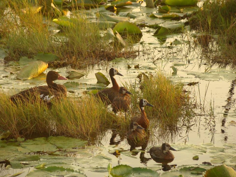 White-faced Whistling-Duck - ML55612601