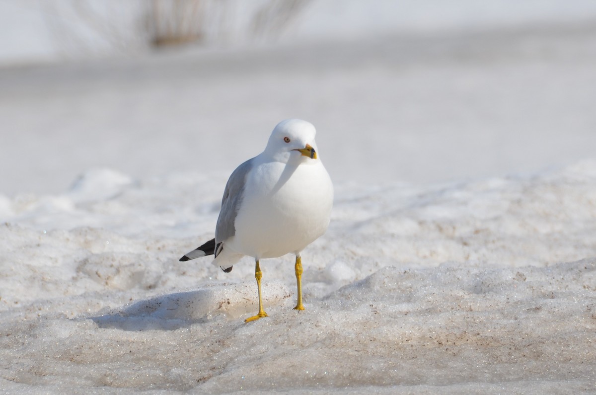 Ring-billed Gull - ML556126271