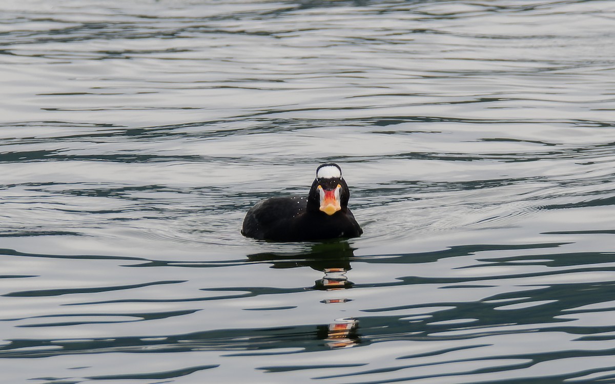 Surf Scoter - Peter Kennerley