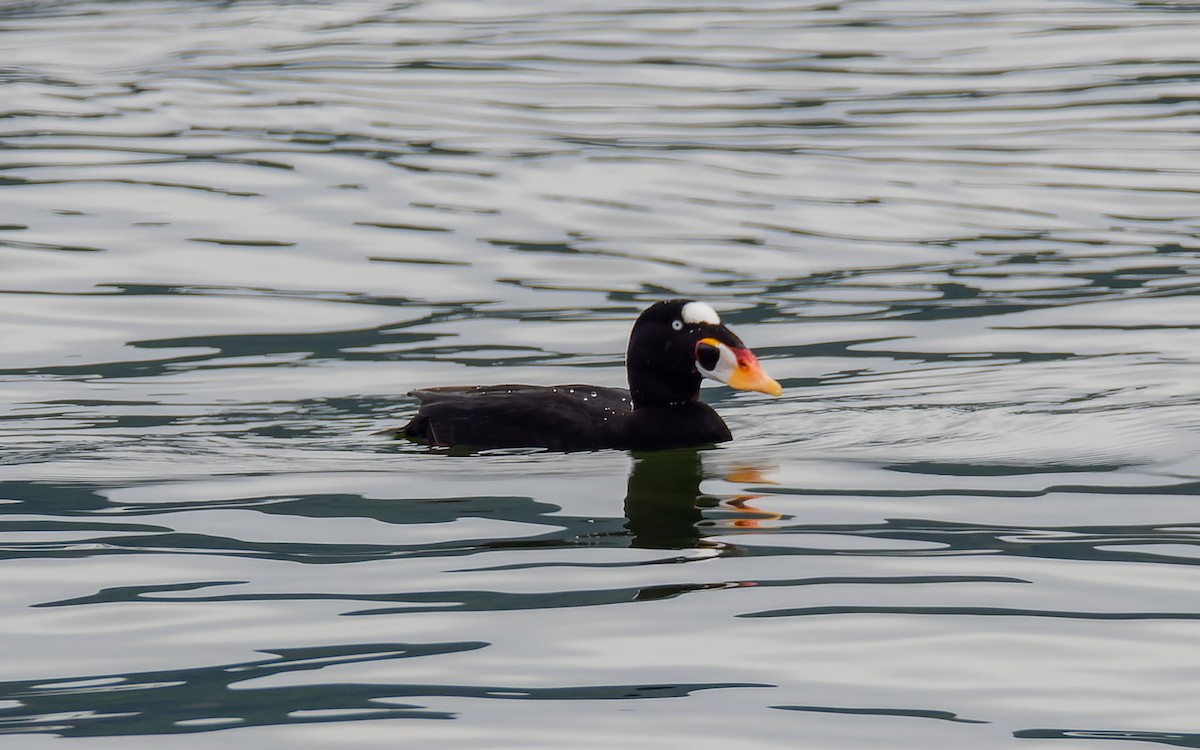 Surf Scoter - ML556126571