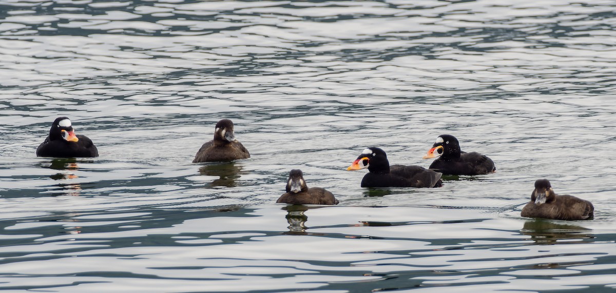 Surf Scoter - ML556126791