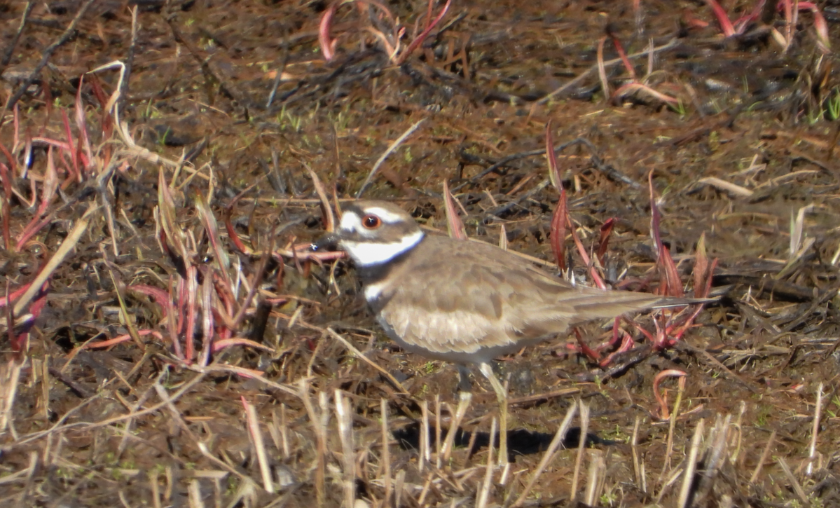 Killdeer - ML556127771