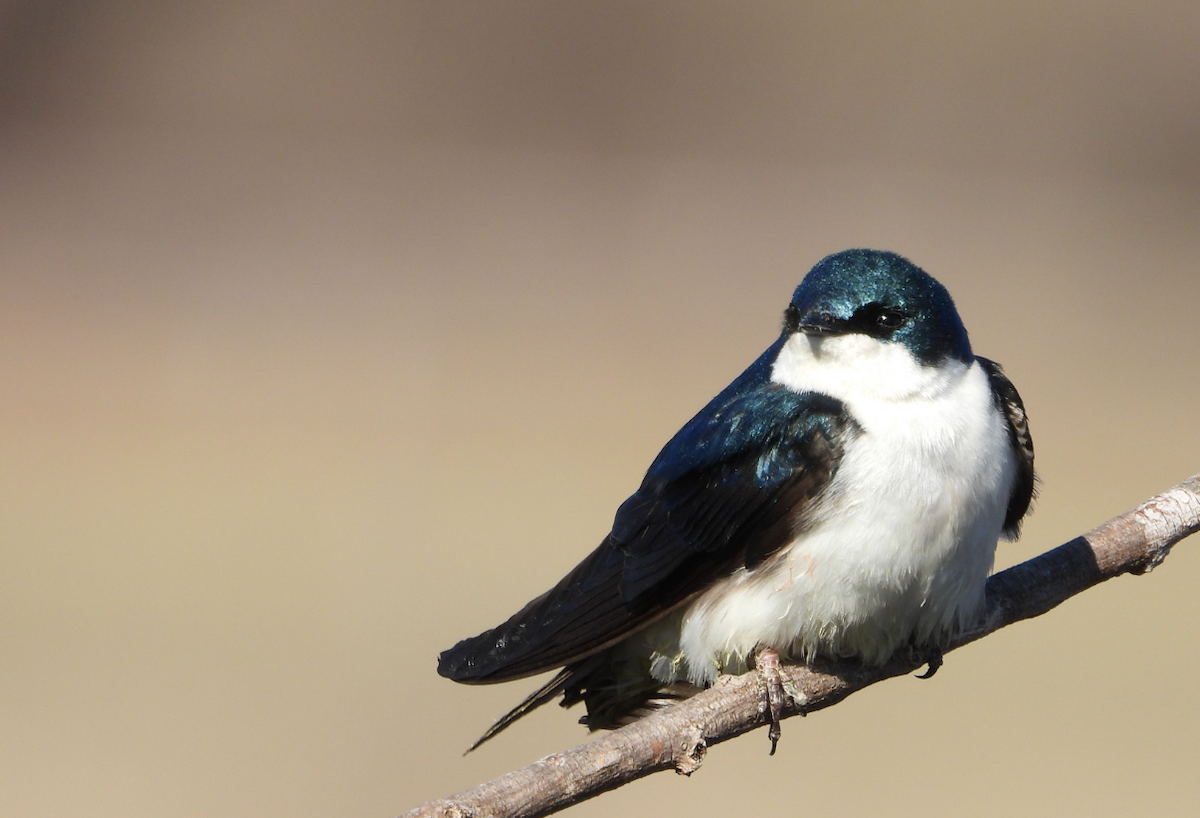 Tree Swallow - ML556127851