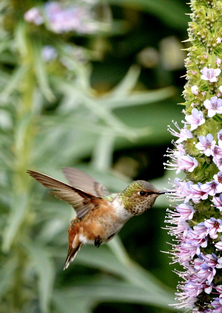 Allen's Hummingbird - ML556129081