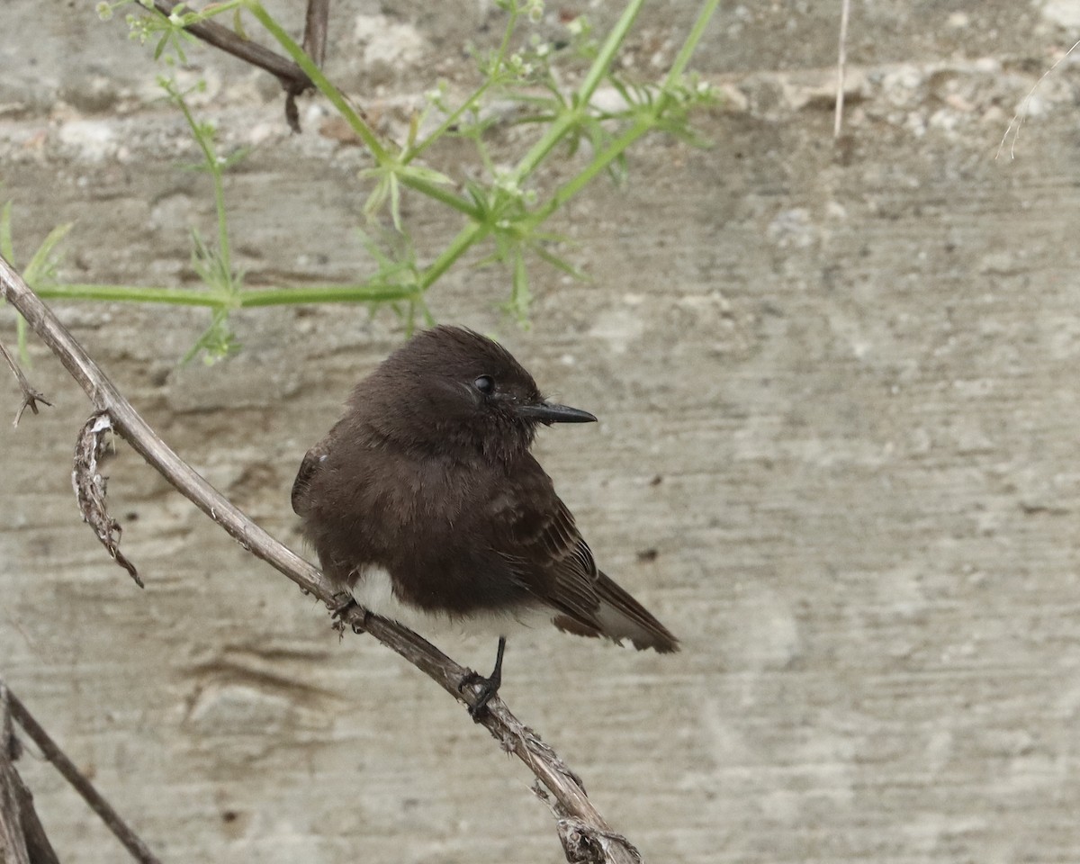 Black Phoebe - ML556130171