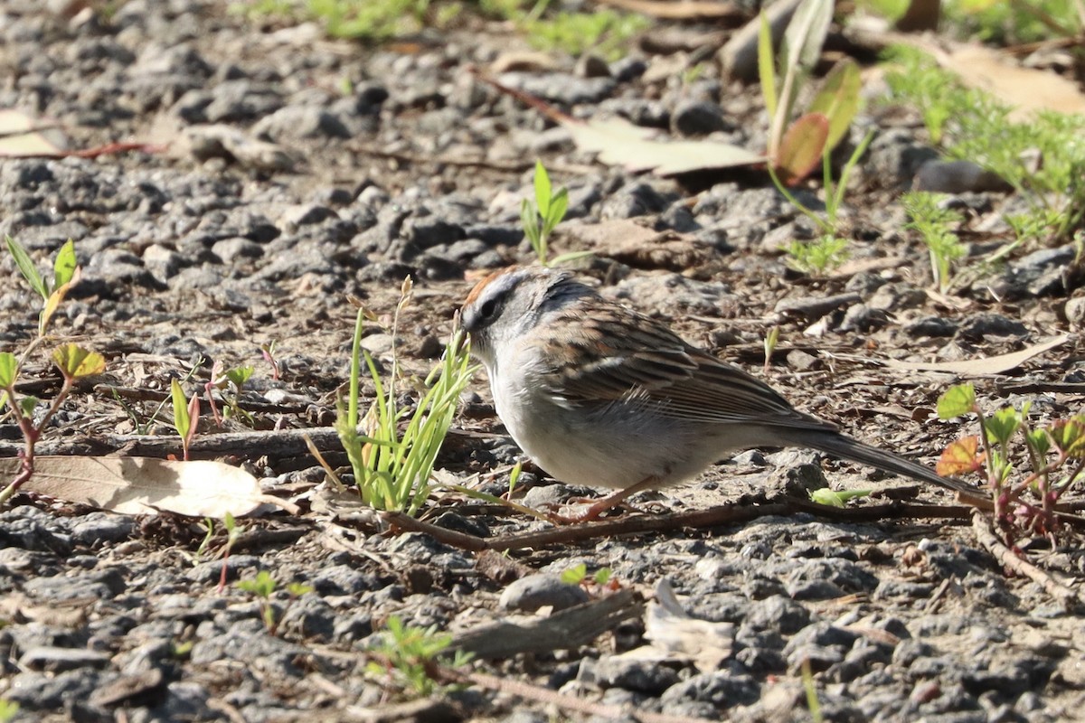 Chipping Sparrow - Doug Cooper