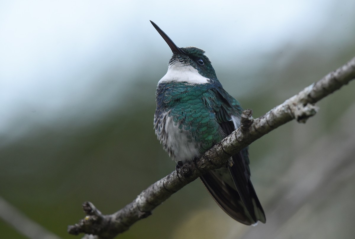 White-throated Hummingbird - Luiz Moschini