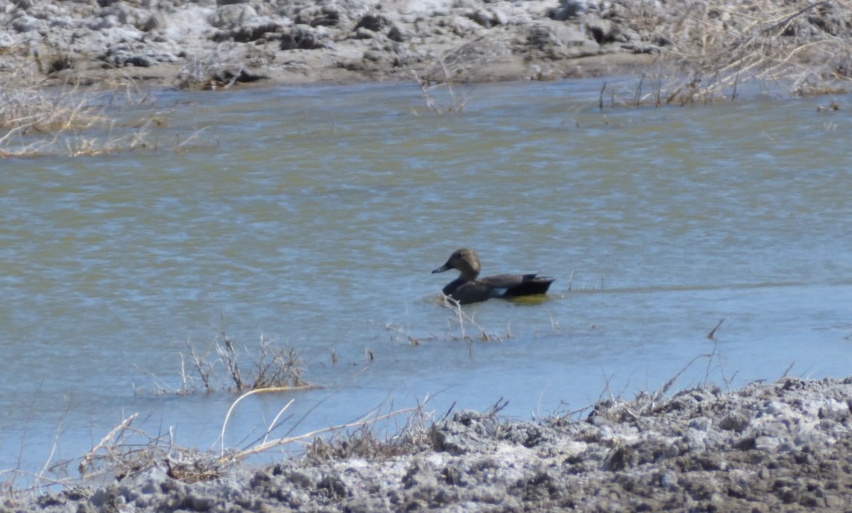 Gadwall - Robert Tonge