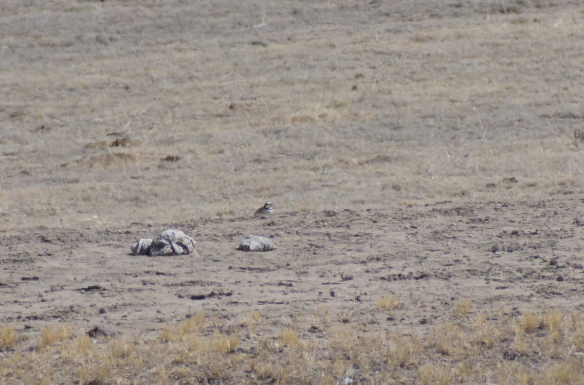 Horned Lark - ML556131891