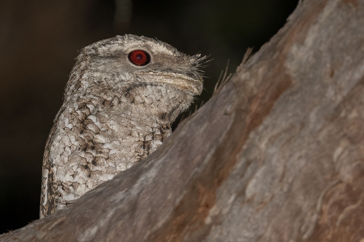 Marbled Frogmouth - ML556132111