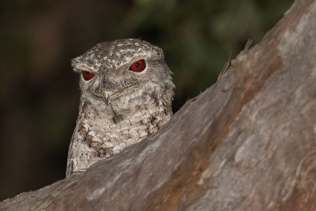 Marbled Frogmouth - ML556132121